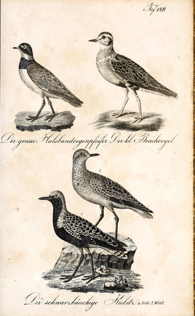 Die Naturgeschichte in getreuen Abbildungen und mit ausfuÃŒË†hrlicher Beschreibung derselben. Leipzig :bei Eduard Eisenach ;1835.  | Birds "Pictorial works"  | Vintage Print Reproduction 472031