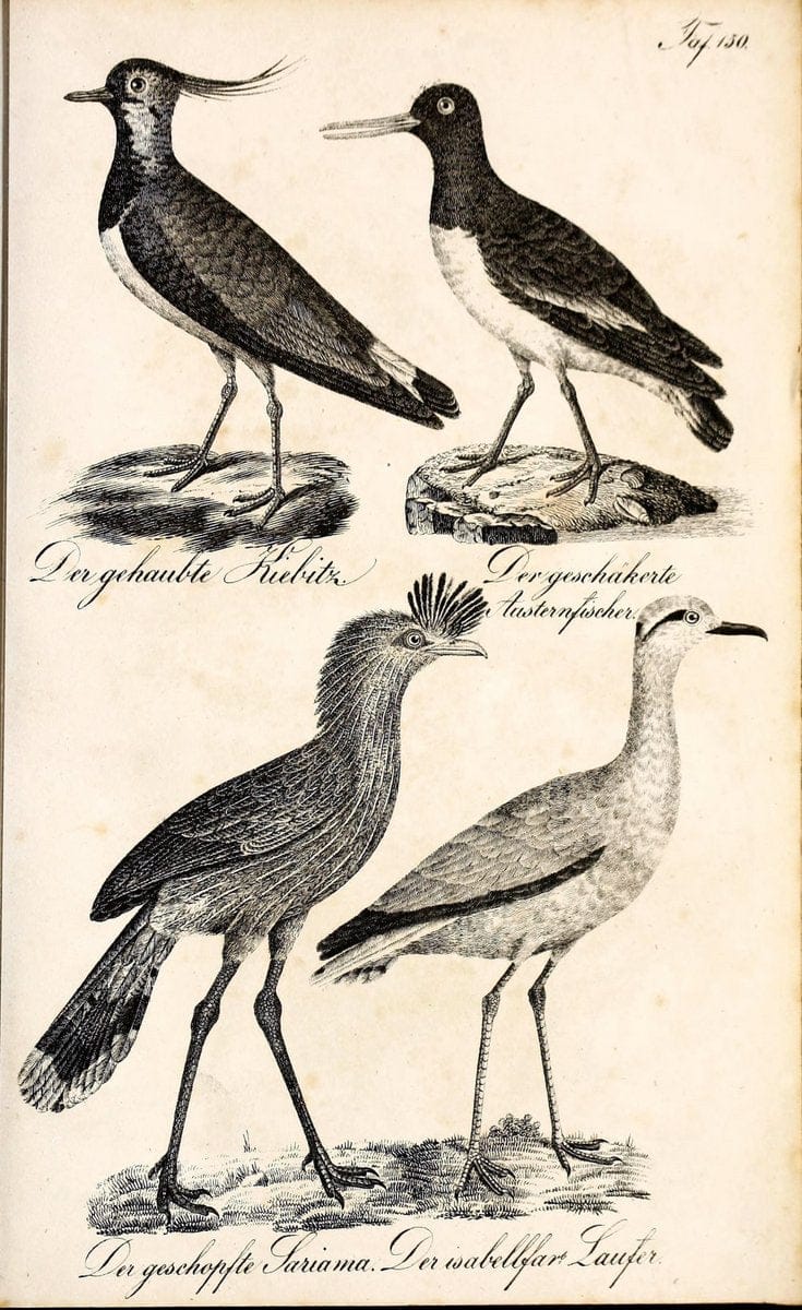 Die Naturgeschichte in getreuen Abbildungen und mit ausfuÃŒË†hrlicher Beschreibung derselben. Leipzig :bei Eduard Eisenach ;1835.  | Birds "Pictorial works"  | Vintage Print Reproduction 472032