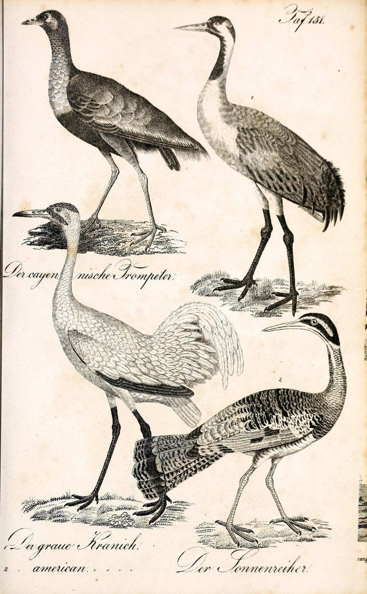 Die Naturgeschichte in getreuen Abbildungen und mit ausfuÃŒË†hrlicher Beschreibung derselben. Leipzig :bei Eduard Eisenach ;1835.  | Birds "Pictorial works"  | Vintage Print Reproduction 472033