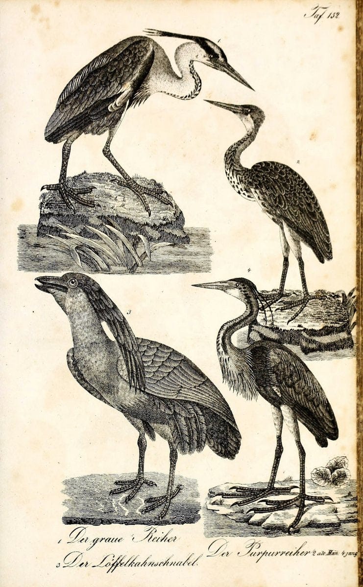 Die Naturgeschichte in getreuen Abbildungen und mit ausfuÃŒË†hrlicher Beschreibung derselben. Leipzig :bei Eduard Eisenach ;1835.  | Birds "Pictorial works"  | Vintage Print Reproduction 472034