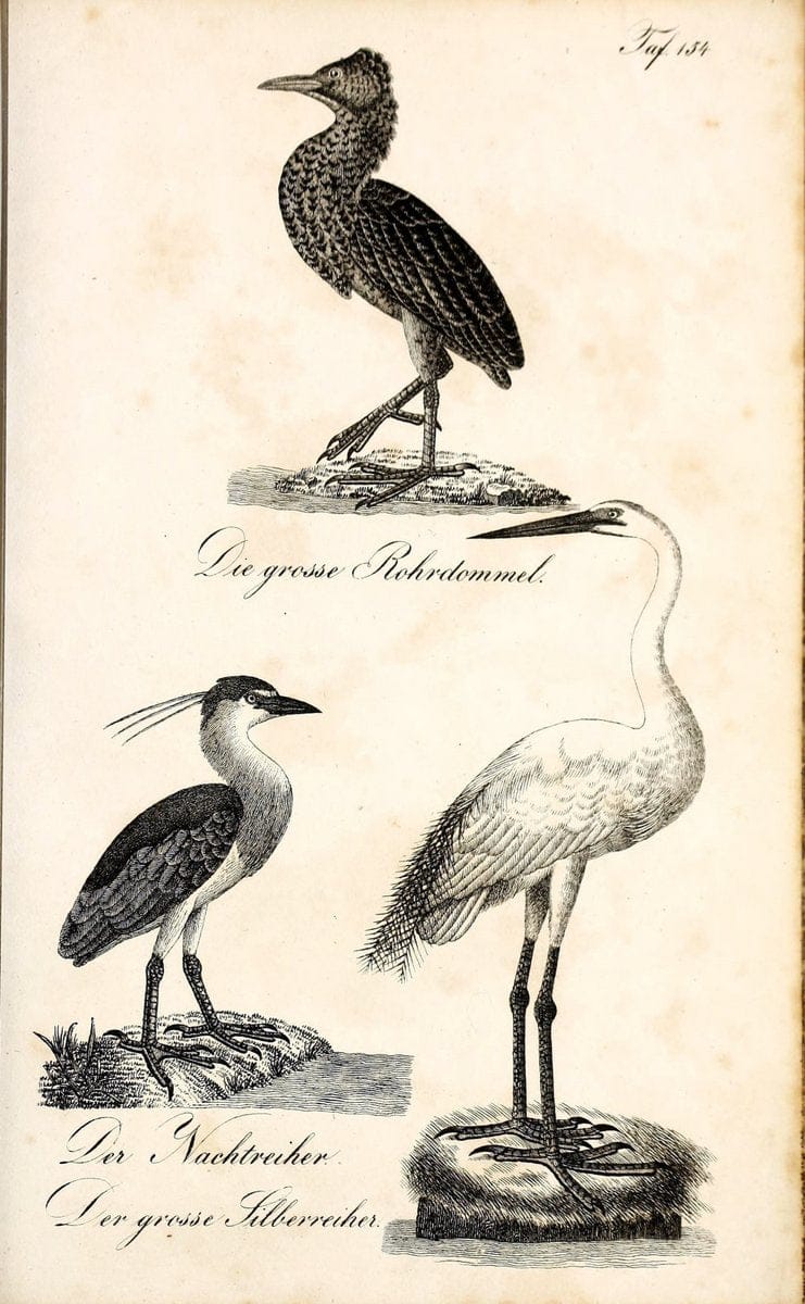 Die Naturgeschichte in getreuen Abbildungen und mit ausfuÃŒË†hrlicher Beschreibung derselben. Leipzig :bei Eduard Eisenach ;1835.  | Birds "Pictorial works"  | Vintage Print Reproduction 472036