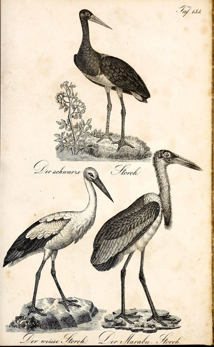 Die Naturgeschichte in getreuen Abbildungen und mit ausfuÃŒË†hrlicher Beschreibung derselben. Leipzig :bei Eduard Eisenach ;1835.  | Birds "Pictorial works"  | Vintage Print Reproduction 472037