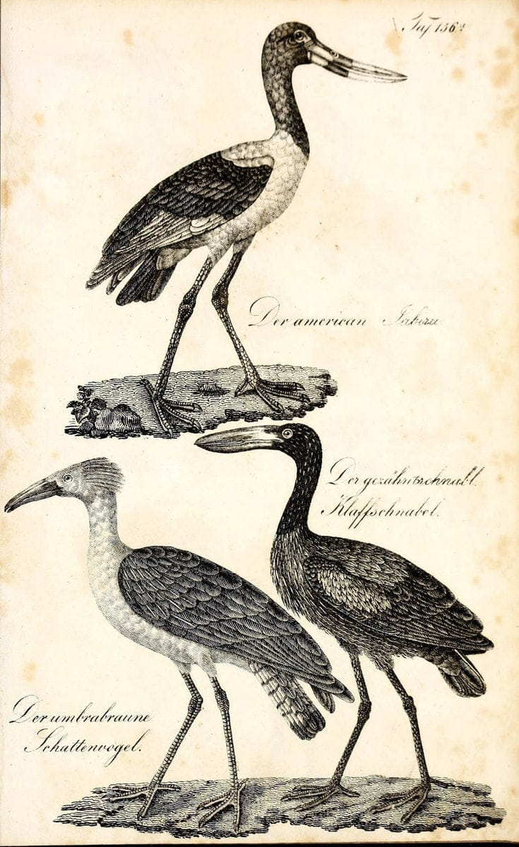 Die Naturgeschichte in getreuen Abbildungen und mit ausfuÃŒË†hrlicher Beschreibung derselben. Leipzig :bei Eduard Eisenach ;1835.  | Birds "Pictorial works"  | Vintage Print Reproduction 472038