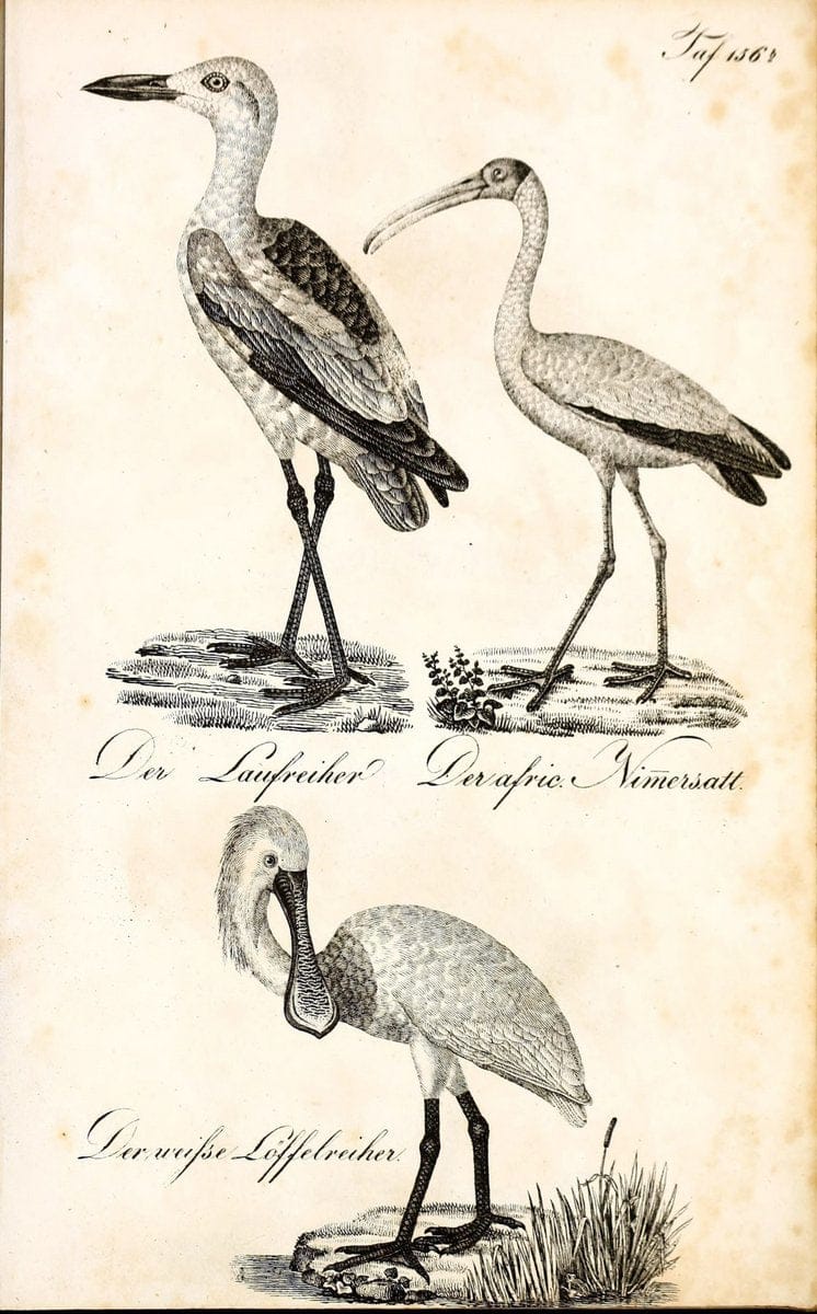 Die Naturgeschichte in getreuen Abbildungen und mit ausfuÃŒË†hrlicher Beschreibung derselben. Leipzig :bei Eduard Eisenach ;1835.  | Birds "Pictorial works"  | Vintage Print Reproduction 472039