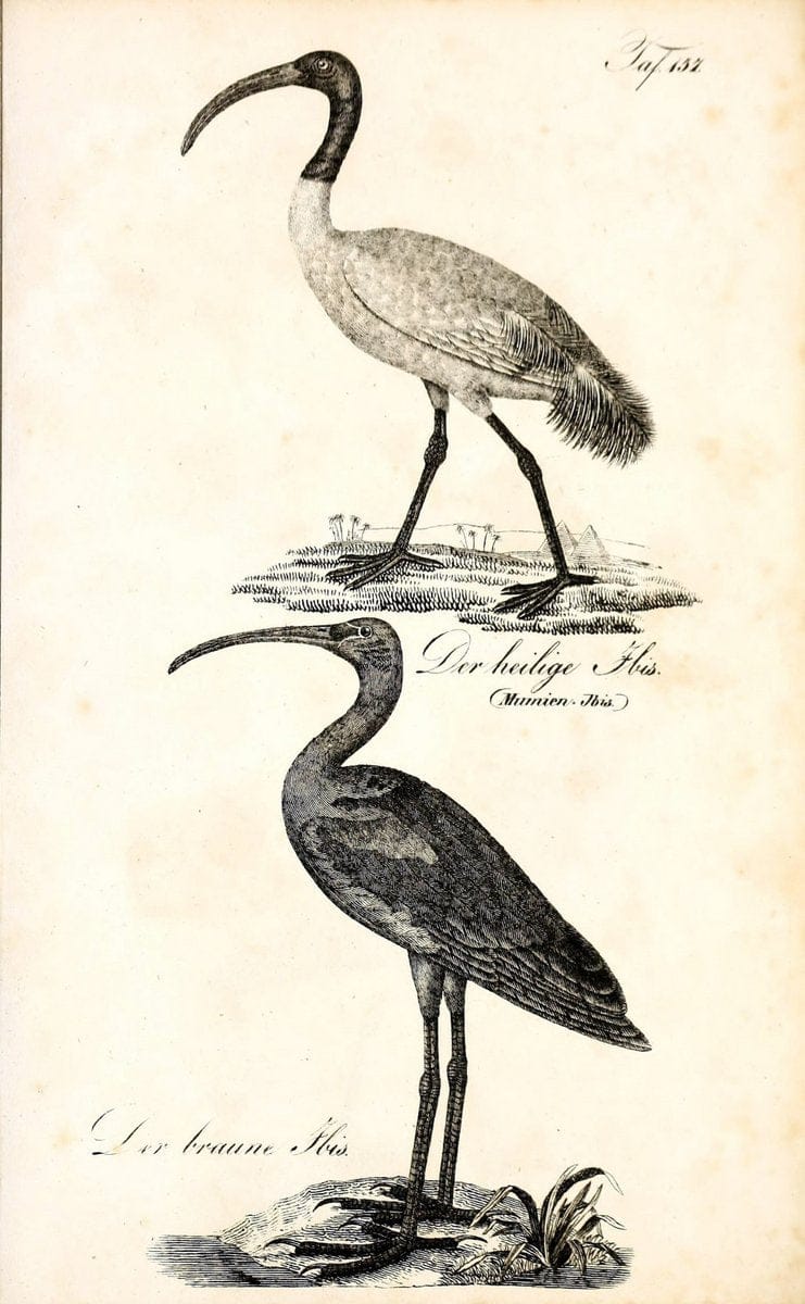 Die Naturgeschichte in getreuen Abbildungen und mit ausfuÃŒË†hrlicher Beschreibung derselben. Leipzig :bei Eduard Eisenach ;1835.  | Birds "Pictorial works"  | Vintage Print Reproduction 472040