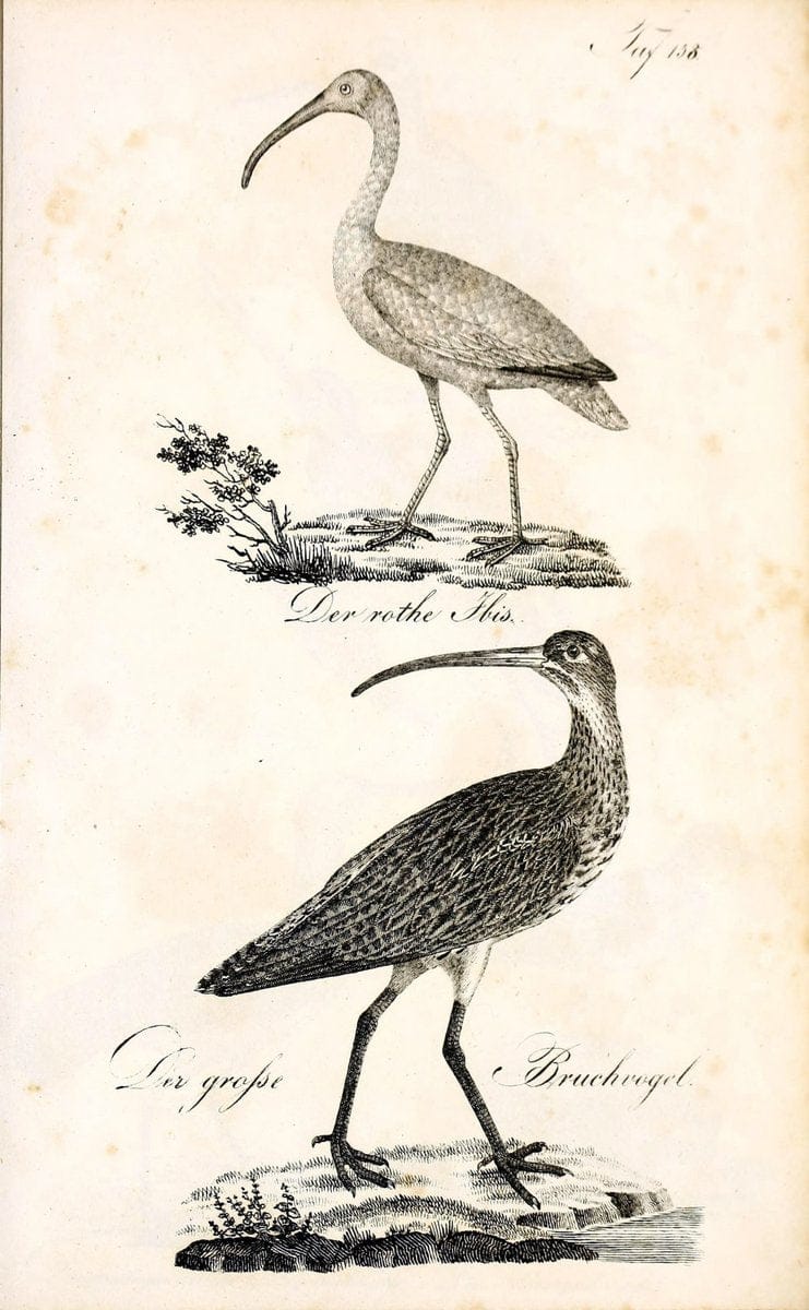 Die Naturgeschichte in getreuen Abbildungen und mit ausfuÃŒË†hrlicher Beschreibung derselben. Leipzig :bei Eduard Eisenach ;1835.  | Birds "Pictorial works"  | Vintage Print Reproduction 472041