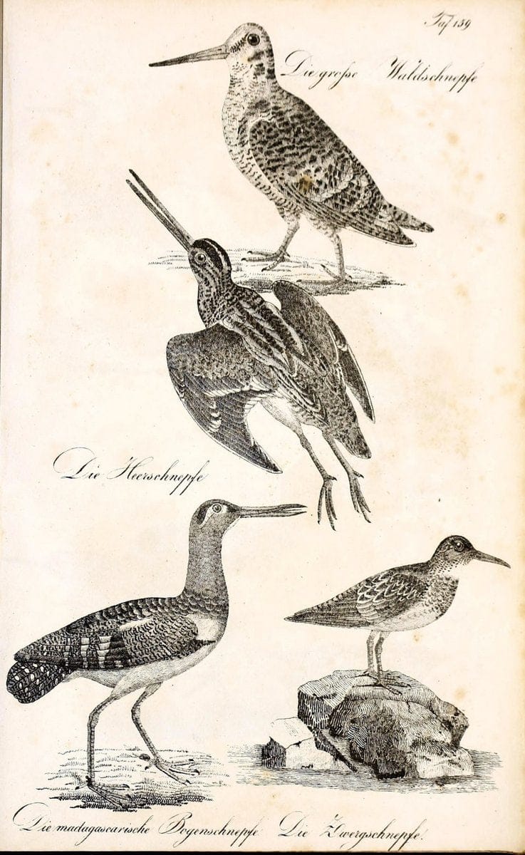 Die Naturgeschichte in getreuen Abbildungen und mit ausfuÃŒË†hrlicher Beschreibung derselben. Leipzig :bei Eduard Eisenach ;1835.  | Birds "Pictorial works"  | Vintage Print Reproduction 472042