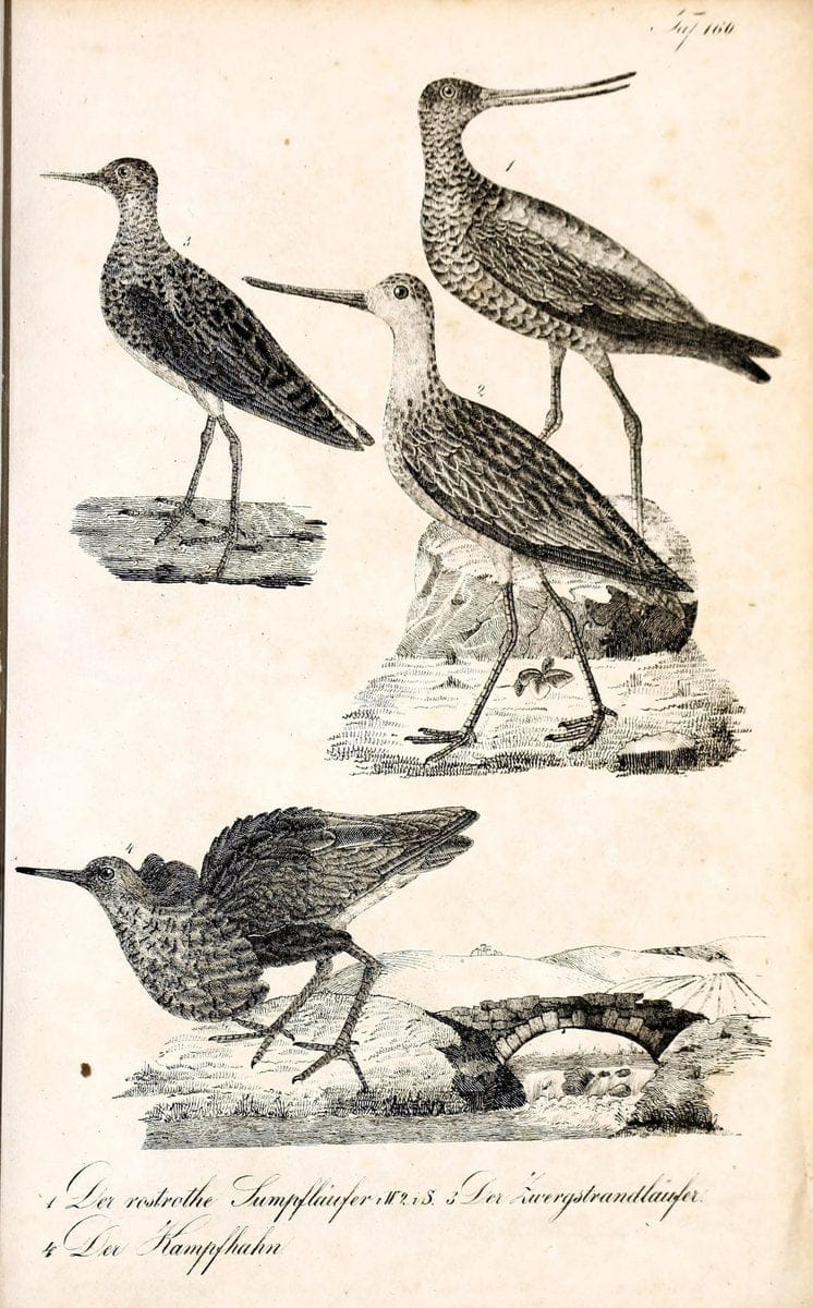 Die Naturgeschichte in getreuen Abbildungen und mit ausfuÃŒË†hrlicher Beschreibung derselben. Leipzig :bei Eduard Eisenach ;1835.  | Birds "Pictorial works"  | Vintage Print Reproduction 472043