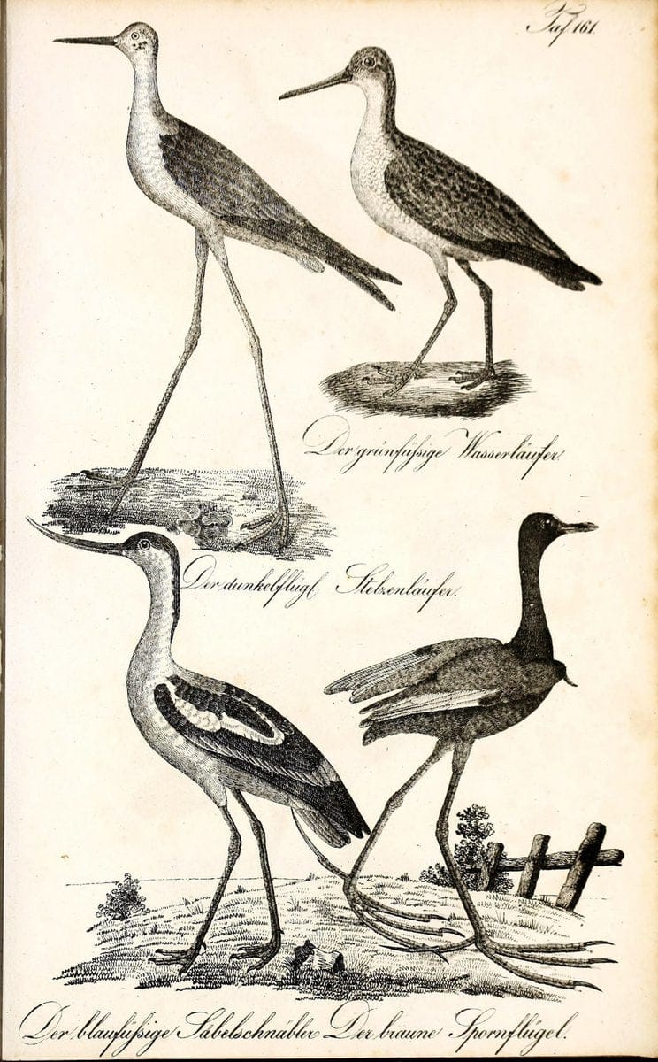 Die Naturgeschichte in getreuen Abbildungen und mit ausfuÃŒË†hrlicher Beschreibung derselben. Leipzig :bei Eduard Eisenach ;1835.  | Birds "Pictorial works"  | Vintage Print Reproduction 472044