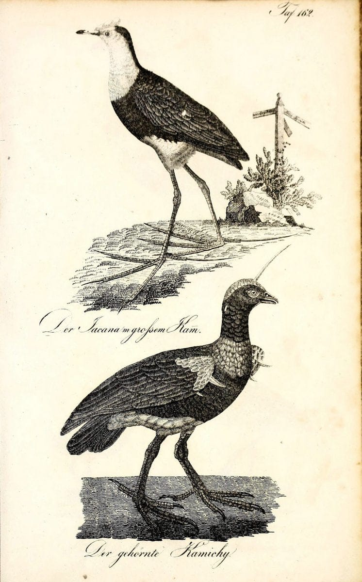 Die Naturgeschichte in getreuen Abbildungen und mit ausfuÃŒË†hrlicher Beschreibung derselben. Leipzig :bei Eduard Eisenach ;1835.  | Birds "Pictorial works"  | Vintage Print Reproduction 472045