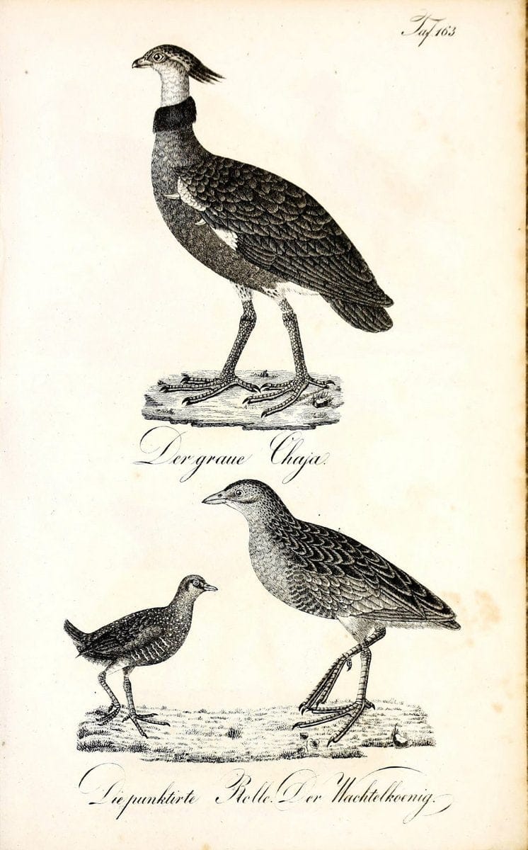 Die Naturgeschichte in getreuen Abbildungen und mit ausfuÃŒË†hrlicher Beschreibung derselben. Leipzig :bei Eduard Eisenach ;1835.  | Birds "Pictorial works"  | Vintage Print Reproduction 472046