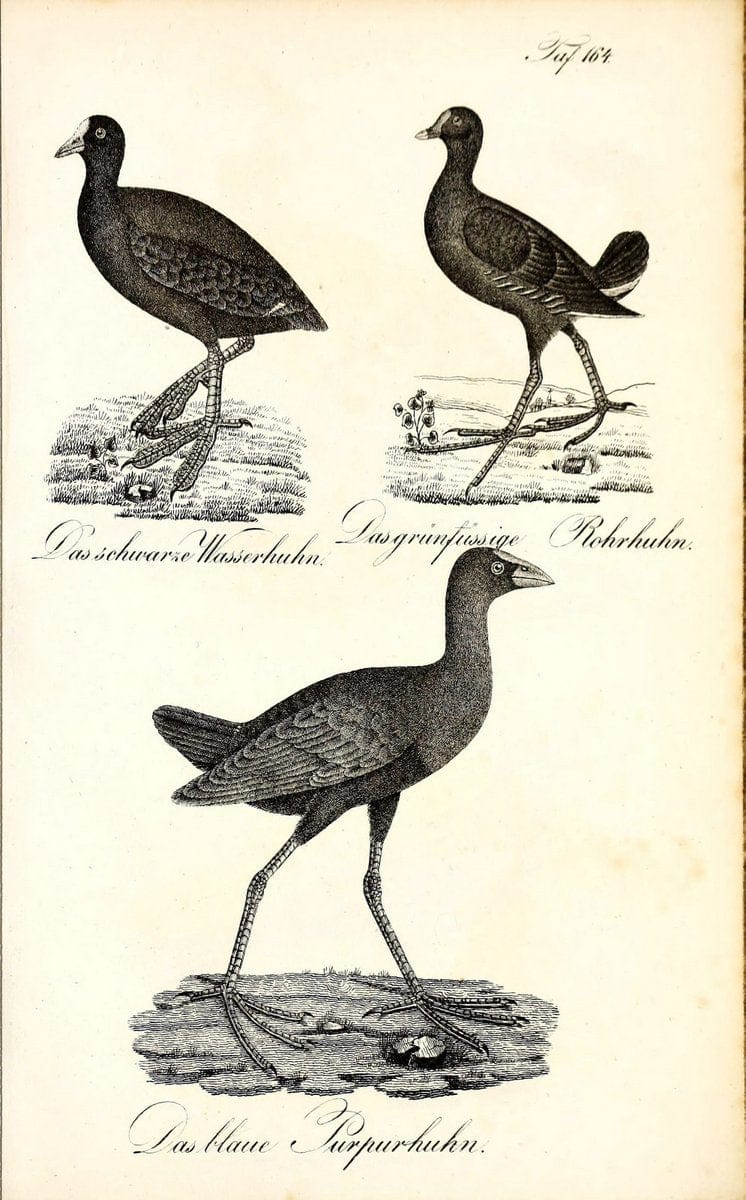 Die Naturgeschichte in getreuen Abbildungen und mit ausfuÃŒË†hrlicher Beschreibung derselben. Leipzig :bei Eduard Eisenach ;1835.  | Birds "Pictorial works"  | Vintage Print Reproduction 472047