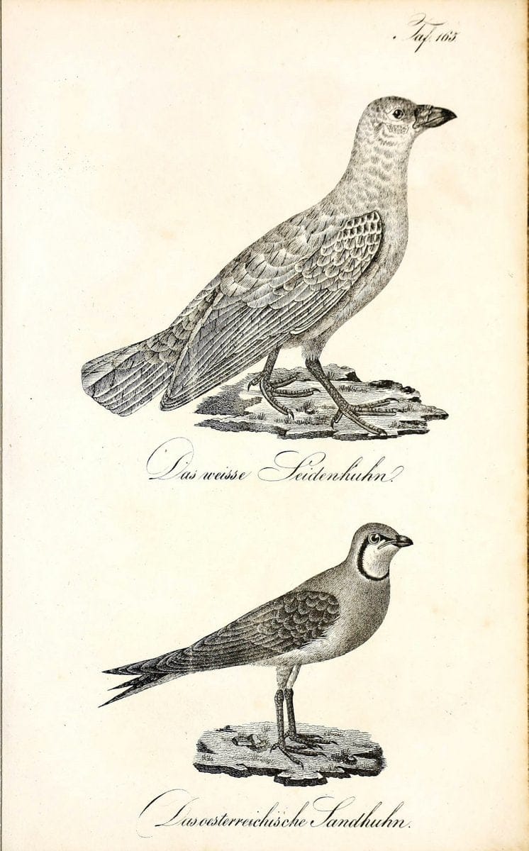 Die Naturgeschichte in getreuen Abbildungen und mit ausfuÃŒË†hrlicher Beschreibung derselben. Leipzig :bei Eduard Eisenach ;1835.  | Birds "Pictorial works"  | Vintage Print Reproduction 472048