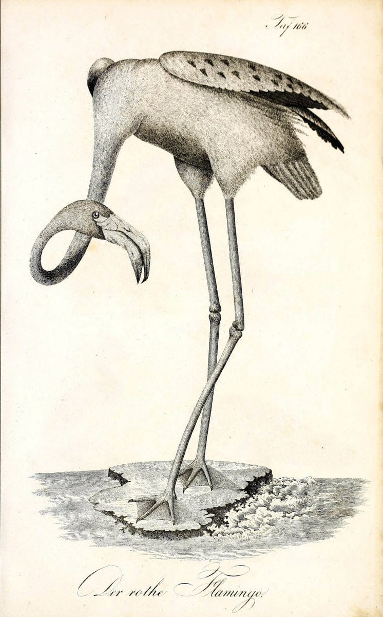 Die Naturgeschichte in getreuen Abbildungen und mit ausfuÃŒË†hrlicher Beschreibung derselben. Leipzig :bei Eduard Eisenach ;1835.  | Birds "Pictorial works"  | Vintage Print Reproduction 472049