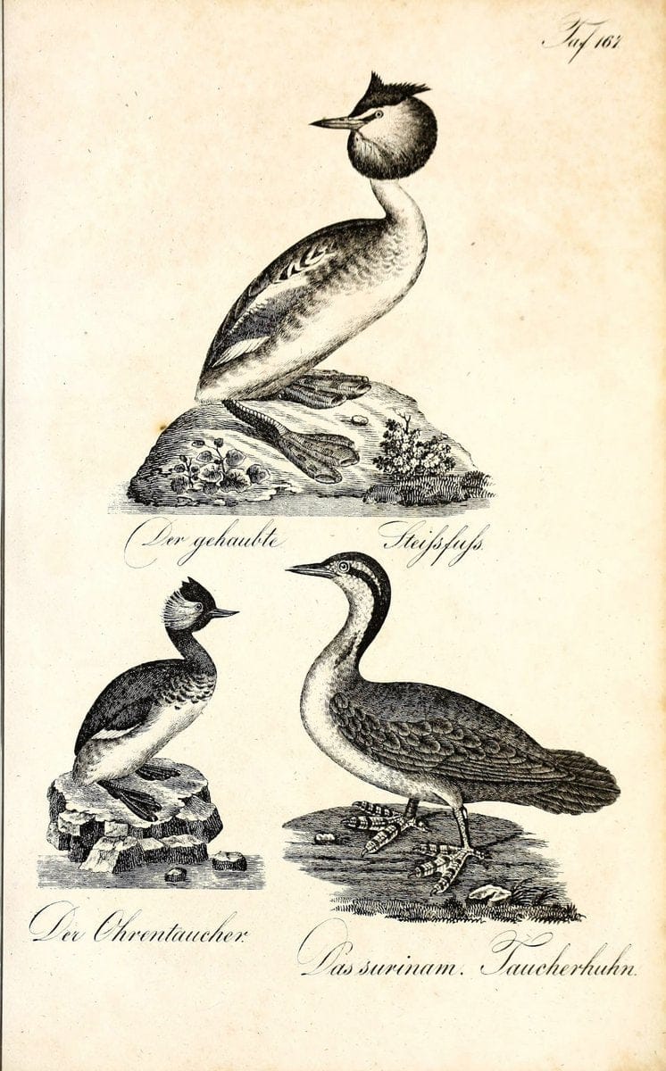 Die Naturgeschichte in getreuen Abbildungen und mit ausfuÃŒË†hrlicher Beschreibung derselben. Leipzig :bei Eduard Eisenach ;1835.  | Birds "Pictorial works"  | Vintage Print Reproduction 472050