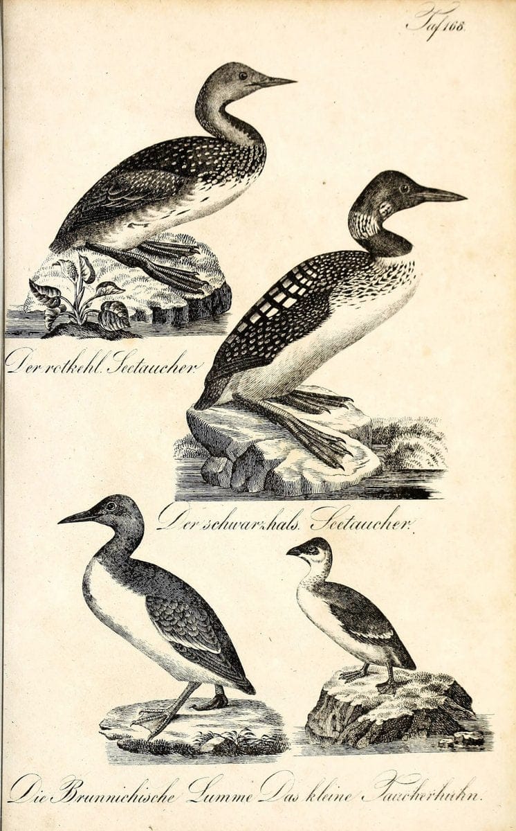 Die Naturgeschichte in getreuen Abbildungen und mit ausfuÃŒË†hrlicher Beschreibung derselben. Leipzig :bei Eduard Eisenach ;1835.  | Birds "Pictorial works"  | Vintage Print Reproduction 472051