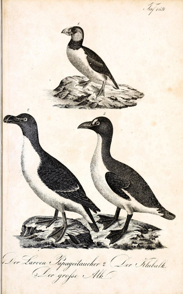 Die Naturgeschichte in getreuen Abbildungen und mit ausfuÃŒË†hrlicher Beschreibung derselben. Leipzig :bei Eduard Eisenach ;1835.  | Birds "Pictorial works"  | Vintage Print Reproduction 472052