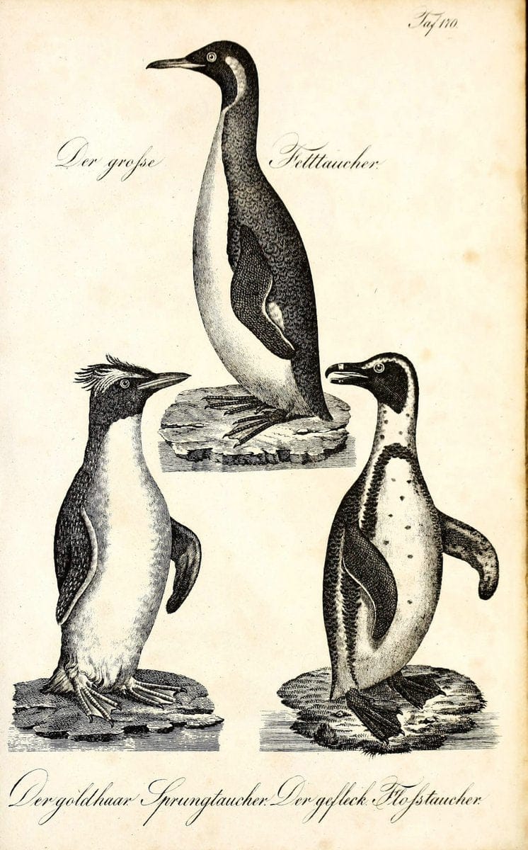 Die Naturgeschichte in getreuen Abbildungen und mit ausfuÃŒË†hrlicher Beschreibung derselben. Leipzig :bei Eduard Eisenach ;1835.  | Birds "Pictorial works"  | Vintage Print Reproduction 472053