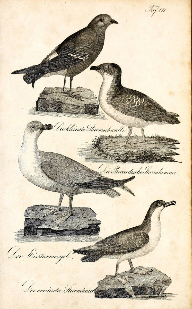 Die Naturgeschichte in getreuen Abbildungen und mit ausfuÃŒË†hrlicher Beschreibung derselben. Leipzig :bei Eduard Eisenach ;1835.  | Birds "Pictorial works"  | Vintage Print Reproduction 472054