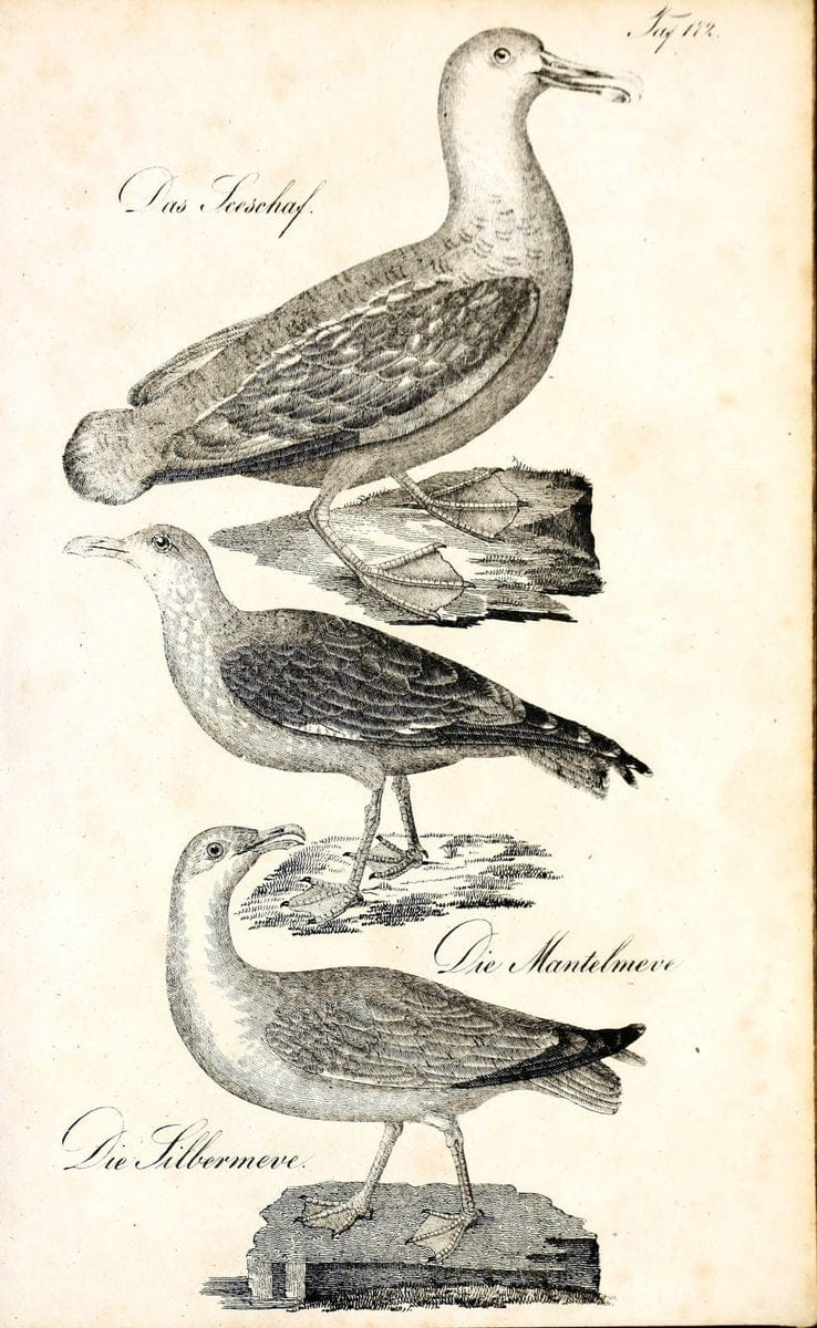 Die Naturgeschichte in getreuen Abbildungen und mit ausfuÃŒË†hrlicher Beschreibung derselben. Leipzig :bei Eduard Eisenach ;1835.  | Birds "Pictorial works"  | Vintage Print Reproduction 472055