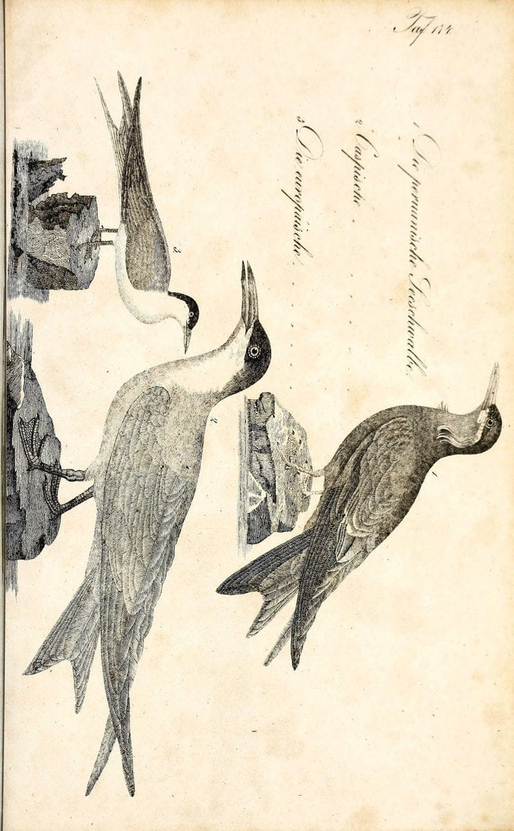 Die Naturgeschichte in getreuen Abbildungen und mit ausfuÃŒË†hrlicher Beschreibung derselben. Leipzig :bei Eduard Eisenach ;1835.  | Birds "Pictorial works"  | Vintage Print Reproduction 472057