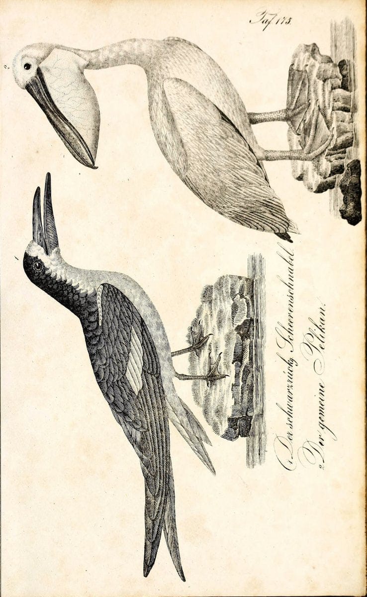 Die Naturgeschichte in getreuen Abbildungen und mit ausfuÃŒË†hrlicher Beschreibung derselben. Leipzig :bei Eduard Eisenach ;1835.  | Birds "Pictorial works"  | Vintage Print Reproduction 472058