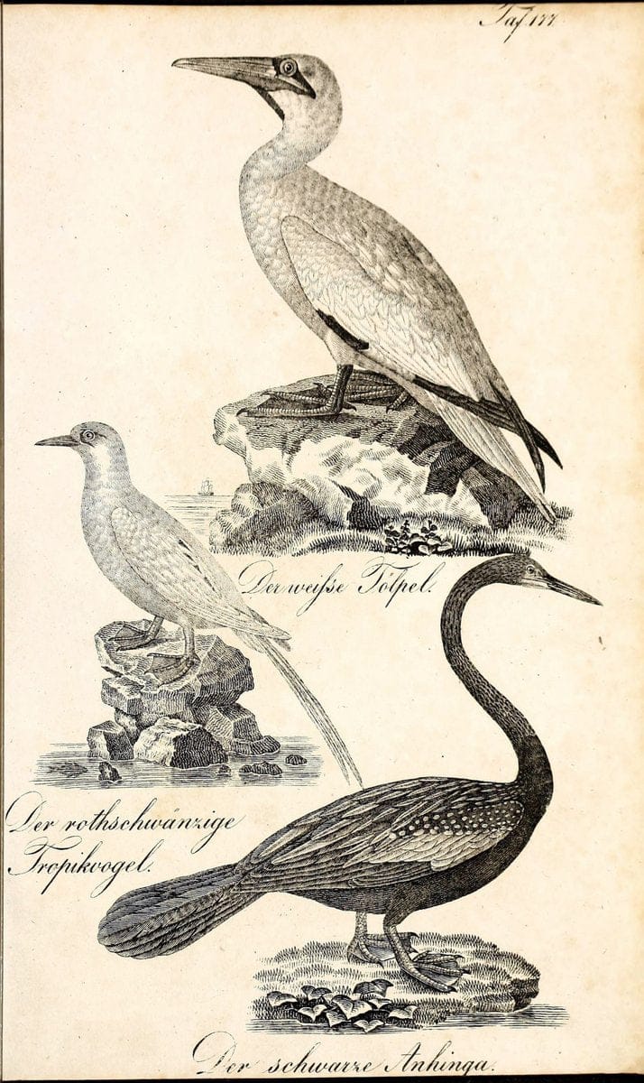 Die Naturgeschichte in getreuen Abbildungen und mit ausfuÃŒË†hrlicher Beschreibung derselben. Leipzig :bei Eduard Eisenach ;1835.  | Birds "Pictorial works"  | Vintage Print Reproduction 472060