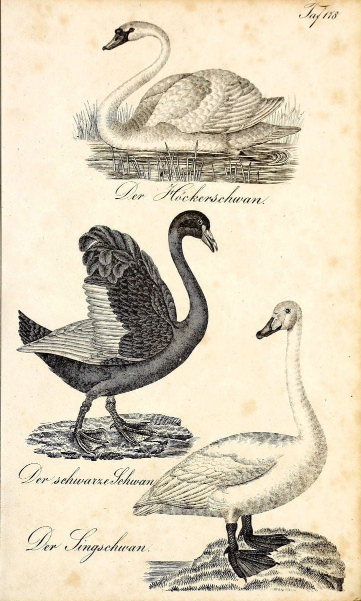 Die Naturgeschichte in getreuen Abbildungen und mit ausfuÃŒË†hrlicher Beschreibung derselben. Leipzig :bei Eduard Eisenach ;1835.  | Birds "Pictorial works"  | Vintage Print Reproduction 472061