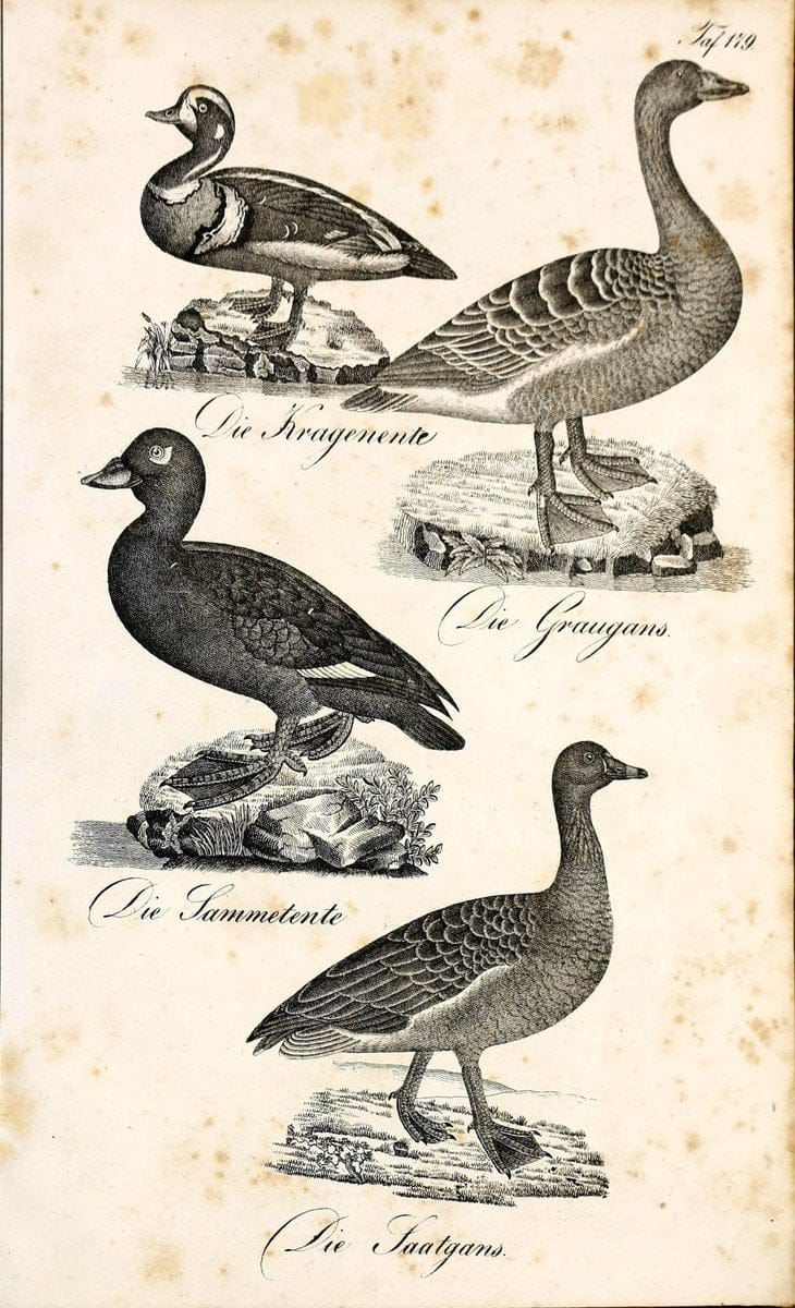 Die Naturgeschichte in getreuen Abbildungen und mit ausfuÃŒË†hrlicher Beschreibung derselben. Leipzig :bei Eduard Eisenach ;1835.  | Birds "Pictorial works"  | Vintage Print Reproduction 472062