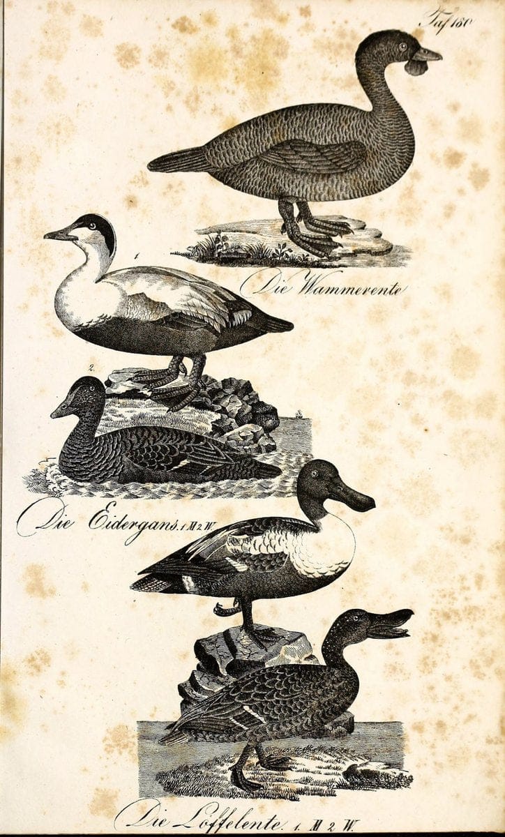 Die Naturgeschichte in getreuen Abbildungen und mit ausfuÃŒË†hrlicher Beschreibung derselben. Leipzig :bei Eduard Eisenach ;1835.  | Birds "Pictorial works"  | Vintage Print Reproduction 472063