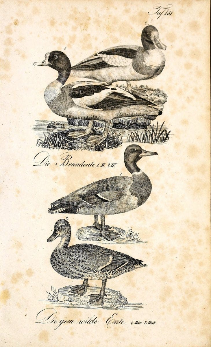 Die Naturgeschichte in getreuen Abbildungen und mit ausfuÃŒË†hrlicher Beschreibung derselben. Leipzig :bei Eduard Eisenach ;1835.  | Birds "Pictorial works"  | Vintage Print Reproduction 472064