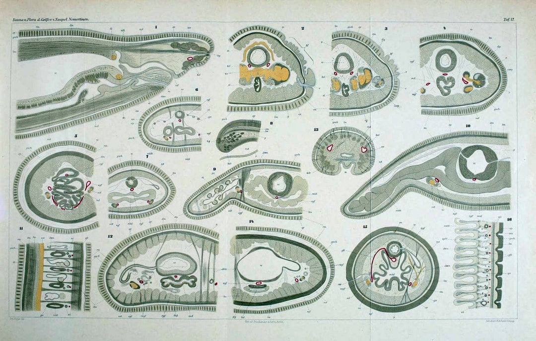 Die Nemertinen des Golfes von Neapel :.Berlin :Verlag von R. FriedlÃ¤nder & Sohn,1895.. |  | Vintage Print Reproduction 472081