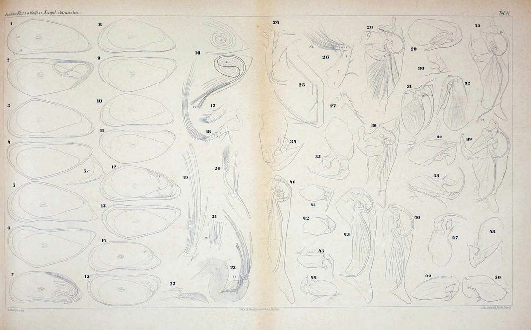 Die ostracoden des golfes von Neapel und der angrenzenden meeres-abschnitte.Berlin,R. Friedlander,1894.. |  | Vintage Print Reproduction 472273