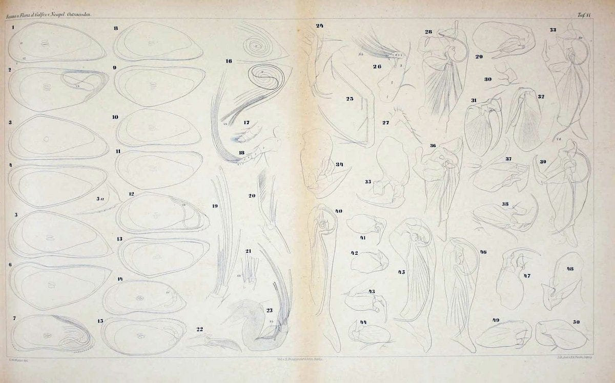 Die ostracoden des golfes von Neapel und der angrenzenden meeres-abschnitte.Berlin,R. Friedlander,1894.. |  | Vintage Print Reproduction 472273