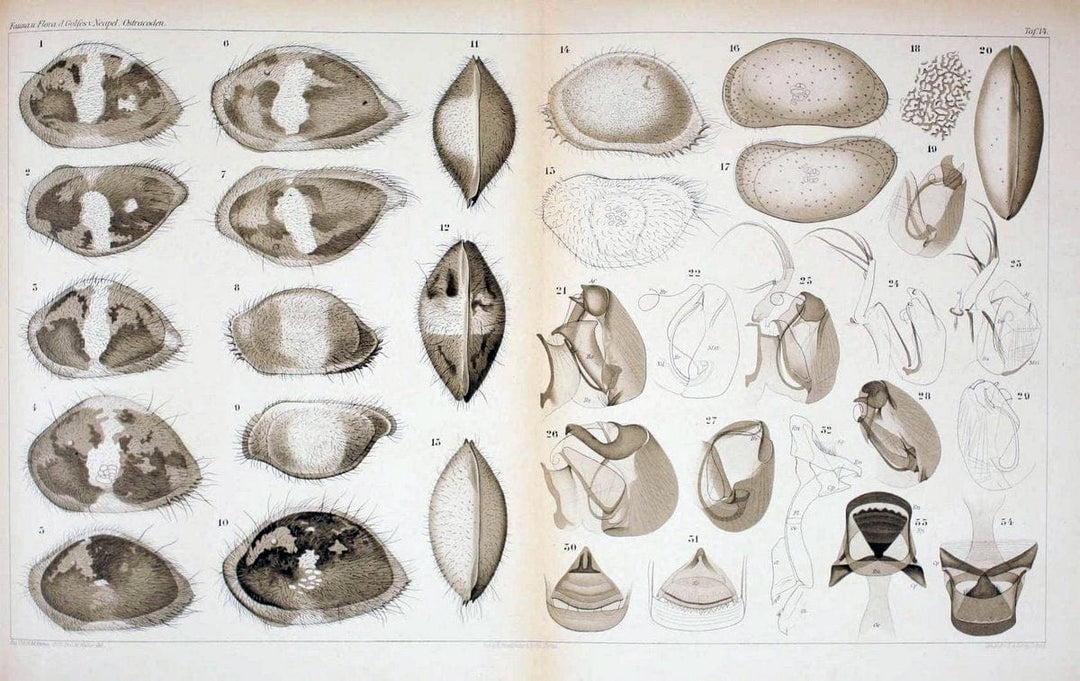 Die ostracoden des golfes von Neapel und der angrenzenden meeres-abschnitte.Berlin,R. Friedlander,1894.. |  | Vintage Print Reproduction 472276