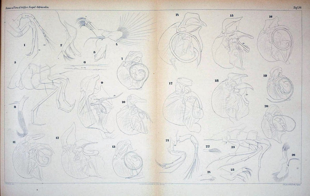 Die ostracoden des golfes von Neapel und der angrenzenden meeres-abschnitte.Berlin,R. Friedlander,1894.. |  | Vintage Print Reproduction 472281