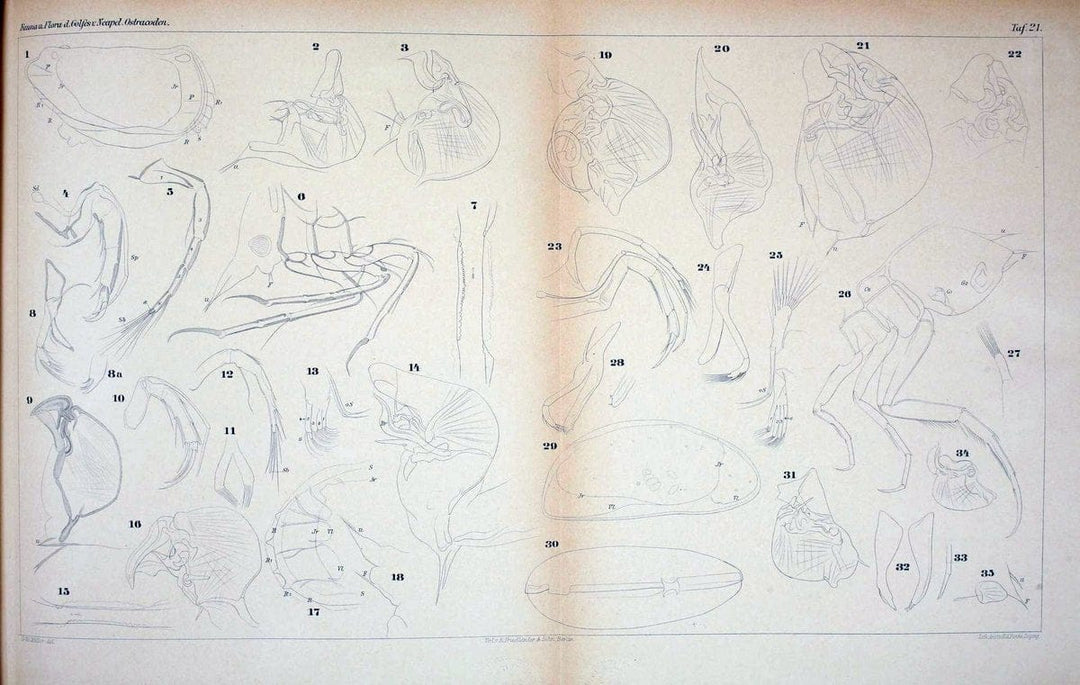 Die ostracoden des golfes von Neapel und der angrenzenden meeres-abschnitte.Berlin,R. Friedlander,1894.. |  | Vintage Print Reproduction 472283