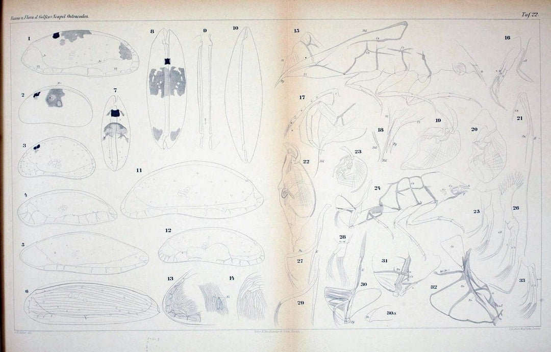 Die ostracoden des golfes von Neapel und der angrenzenden meeres-abschnitte.Berlin,R. Friedlander,1894.. |  | Vintage Print Reproduction 472284