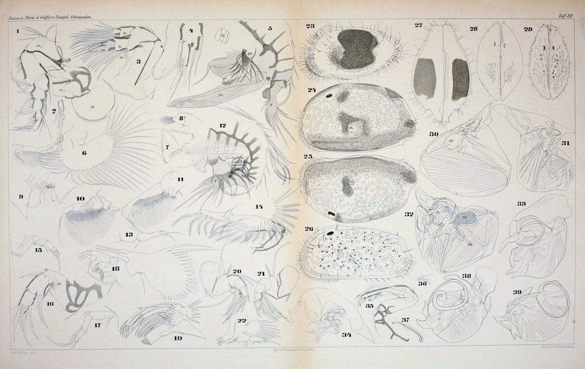 Die ostracoden des golfes von Neapel und der angrenzenden meeres-abschnitte.Berlin,R. Friedlander,1894.. |  | Vintage Print Reproduction 472294