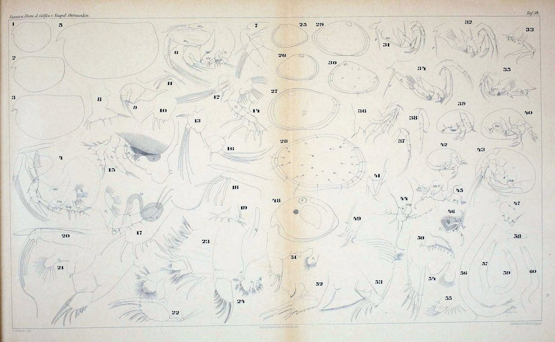 Die ostracoden des golfes von Neapel und der angrenzenden meeres-abschnitte.Berlin,R. Friedlander,1894.. |  | Vintage Print Reproduction 472296