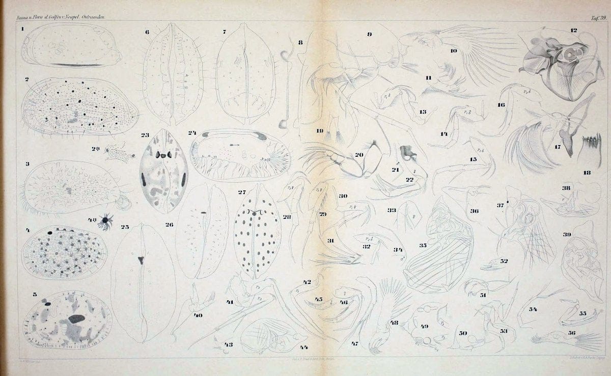 Die ostracoden des golfes von Neapel und der angrenzenden meeres-abschnitte.Berlin,R. Friedlander,1894.. |  | Vintage Print Reproduction 472301