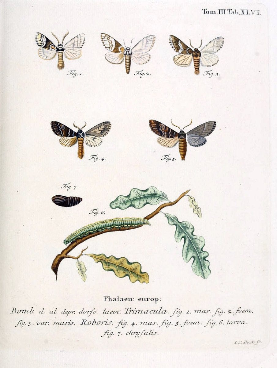 Die Schmetterlinge in Abbildungen nach der Natur /.Leipzig :T.O. Weigel,[1829-1839]. | Butterflies Europe Lepidoptera "Pictorial works" | Vintage Print Reproduction 472484