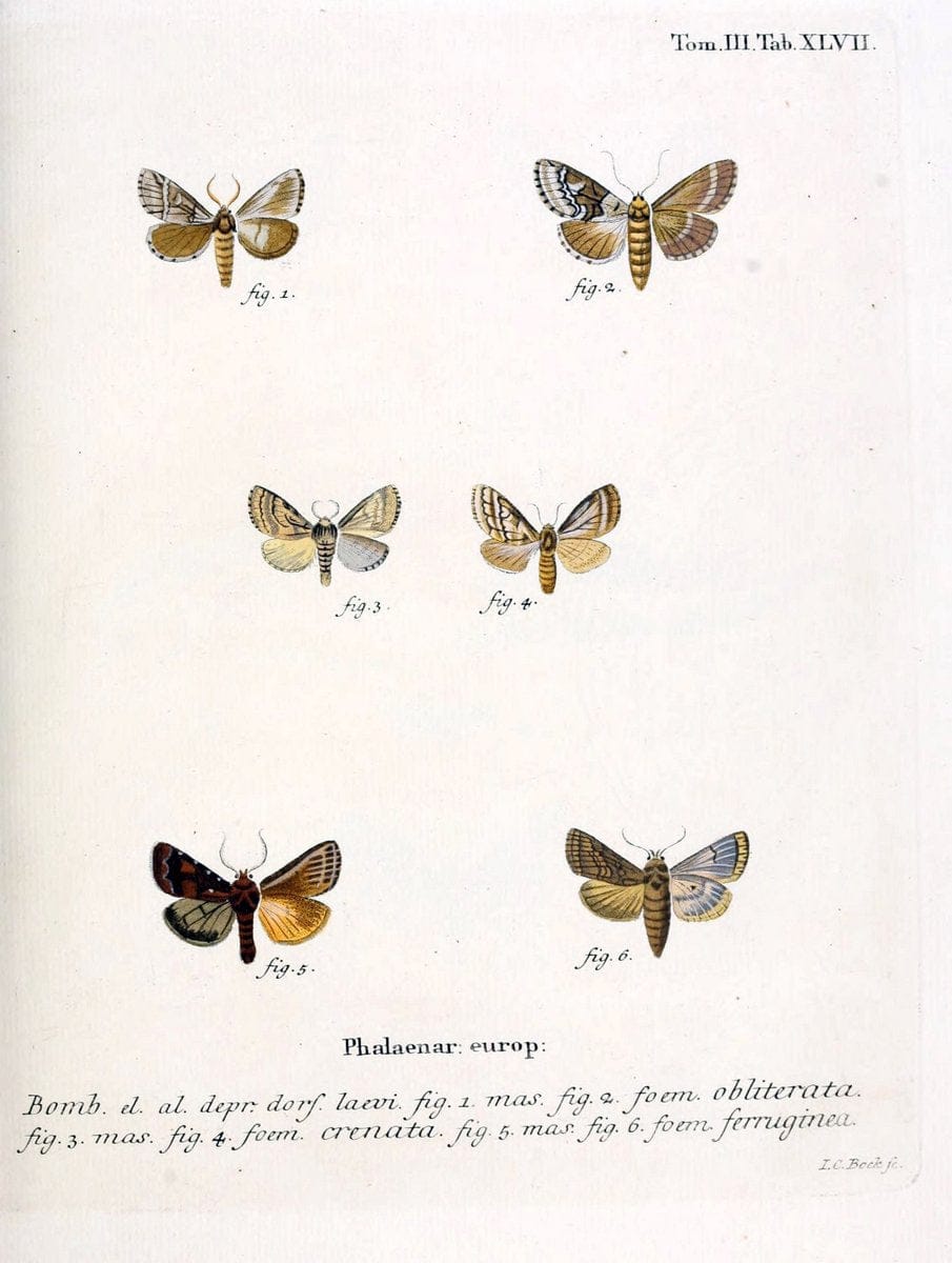 Die Schmetterlinge in Abbildungen nach der Natur /.Leipzig :T.O. Weigel,[1829-1839]. | Butterflies Europe Lepidoptera "Pictorial works" | Vintage Print Reproduction 472485