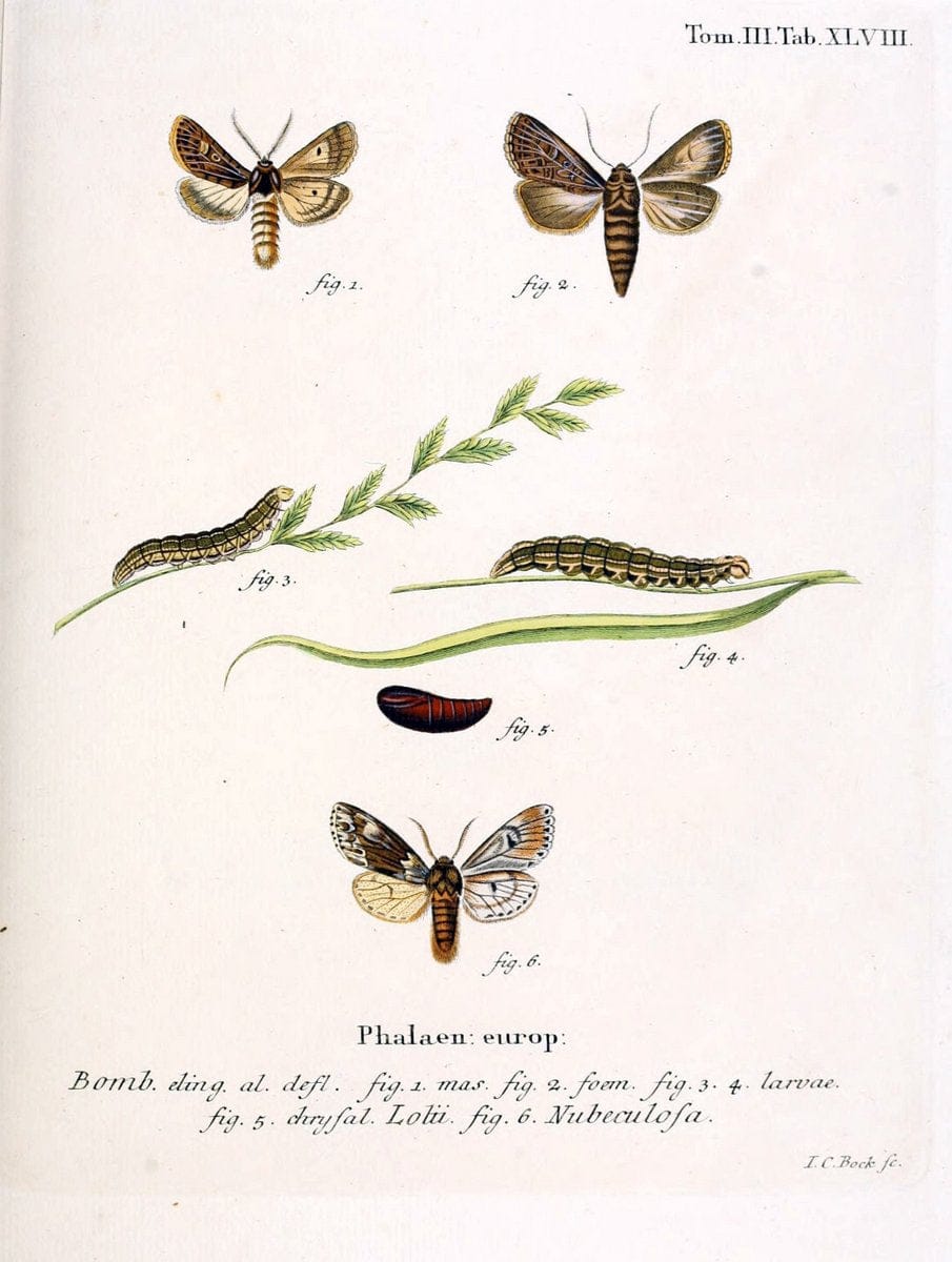 Die Schmetterlinge in Abbildungen nach der Natur /.Leipzig :T.O. Weigel,[1829-1839]. | Butterflies Europe Lepidoptera "Pictorial works" | Vintage Print Reproduction 472486