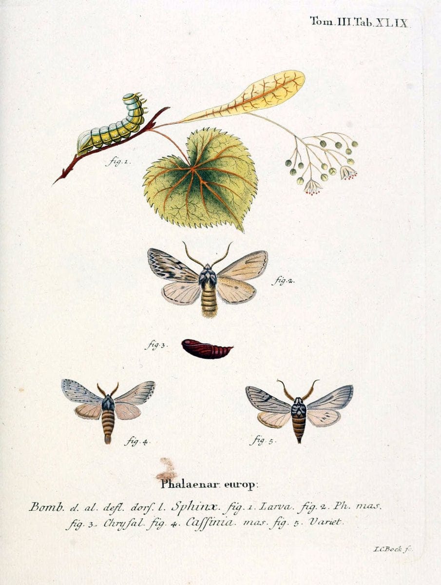 Die Schmetterlinge in Abbildungen nach der Natur /.Leipzig :T.O. Weigel,[1829-1839]. | Butterflies Europe Lepidoptera "Pictorial works" | Vintage Print Reproduction 472487