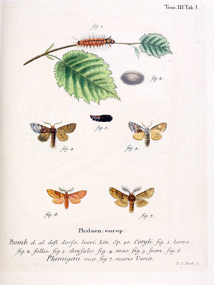 Die Schmetterlinge in Abbildungen nach der Natur /.Leipzig :T.O. Weigel,[1829-1839]. | Butterflies Europe Lepidoptera "Pictorial works" | Vintage Print Reproduction 472488