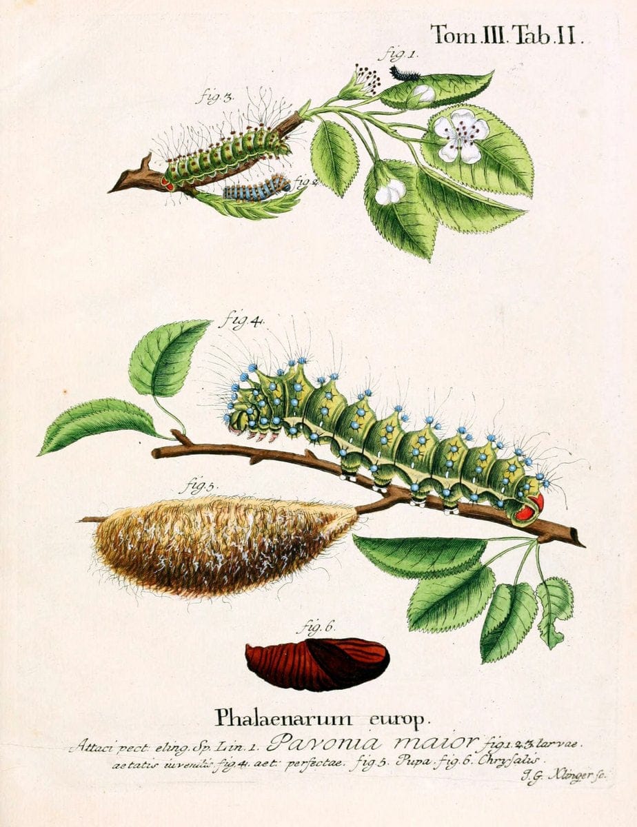 Die Schmetterlinge in Abbildungen nach der Natur /.Leipzig :T.O. Weigel,[1829-1839]. | Butterflies Europe Lepidoptera "Pictorial works" | Vintage Print Reproduction 472489