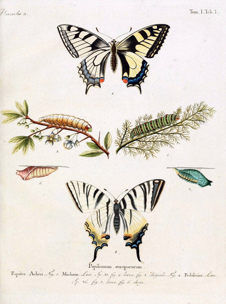 Die Schmetterlinge in Abbildungen nach der Natur. v.1 plates.Leipzig :T.O. Weigel,[1829-1839] | Butterflies Europe Lepidoptera "Pictorial works"  | Vintage Print Reproduction 472490