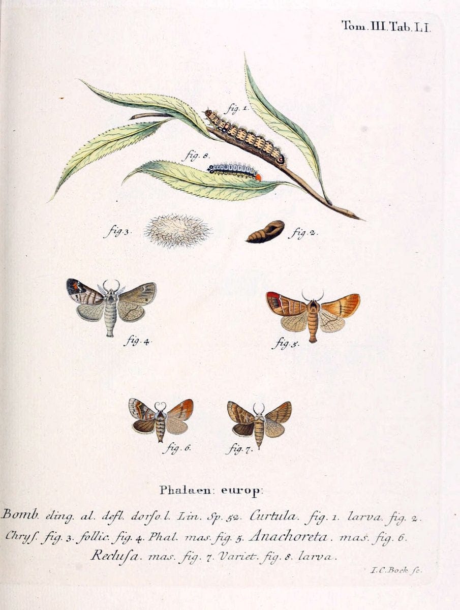 Die Schmetterlinge in Abbildungen nach der Natur /.Leipzig :T.O. Weigel,[1829-1839]. | Butterflies Europe Lepidoptera "Pictorial works" | Vintage Print Reproduction 472491