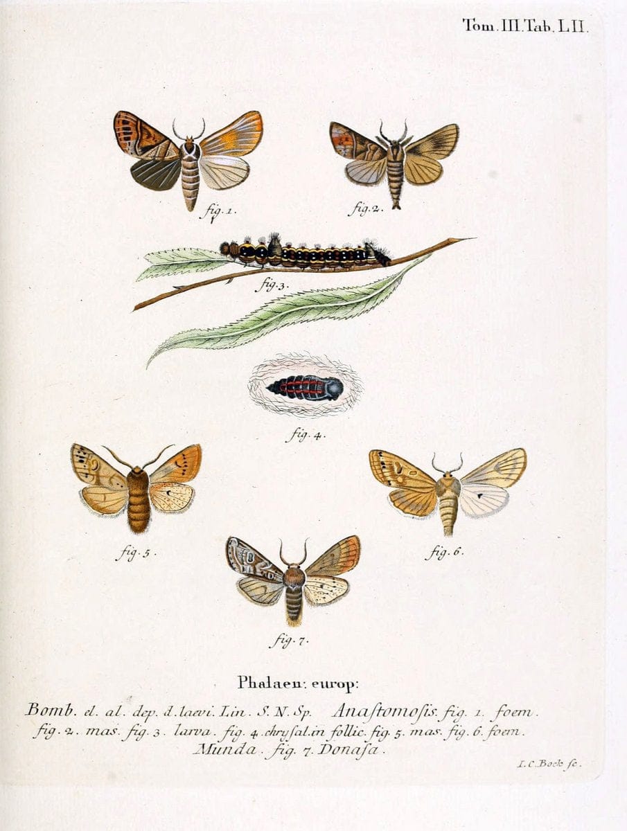 Die Schmetterlinge in Abbildungen nach der Natur /.Leipzig :T.O. Weigel,[1829-1839]. | Butterflies Europe Lepidoptera "Pictorial works" | Vintage Print Reproduction 472492